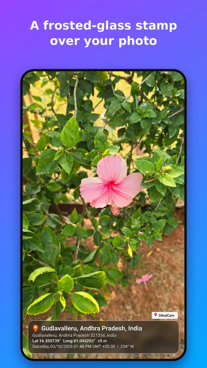 SthalCam photo of a hibiscus flower with a frosted-glass stamp at the bottom